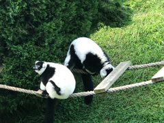 -大连森林动物园