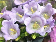 -双季花艺园艺市场(浦东店)