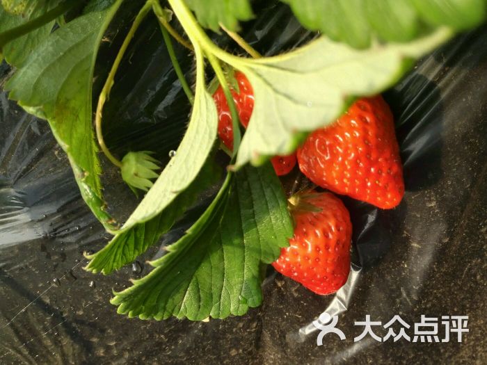 旺旺草莓采摘园图片 - 第3张