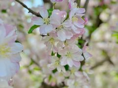 -海棠花溪(元大都城垣遗址公园)