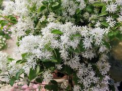 -双季花艺园艺市场(浦东店)