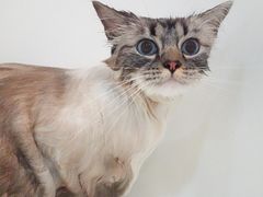 -momokira米努特·德文卷毛猫·棉花面纱犬