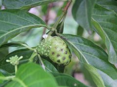 -西双版纳原始森林公园