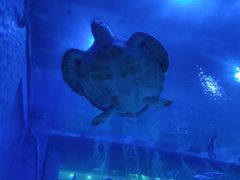 -成都浩海立方海洋公园