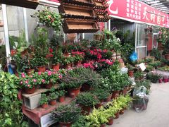 -龙大花卉苗木市场