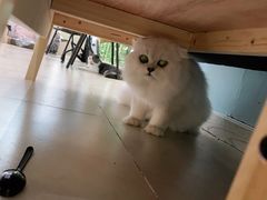 -老吴的猫·猫舍(新区店)