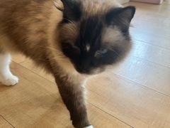 -Let's go狗咖·猫咖·奶狗·桌游(春熙路IFS店)