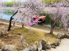-桃花堤公园