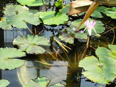 -国家植物园南园