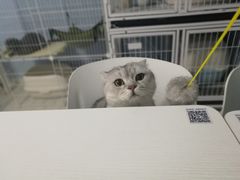 -喵的天空名猫咖啡馆·撸猫·猫舍·用品