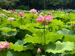 -陈家山荷花公园