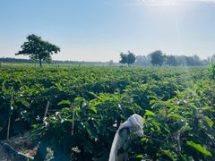 -汉长安城未央宫国家考古遗址公园