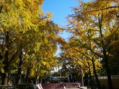 -三里屯东五街银杏大道