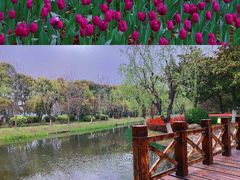 -上海鲜花港