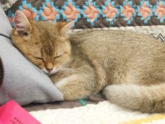 -楼上猫咖(罗湖店)