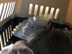 -宠福鑫康馨动物医院·骨科·眼科