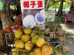 -东郊椰林