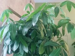 -德克士(蔚县永昌店)