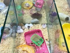 -米卢宠物公园(广华居店)