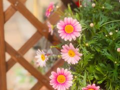 -Rabbit Cafe私房西餐甜点咖啡(栖霞路店)