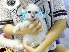 喵的天空-喵的天空名猫咖啡馆·撸猫·猫舍·用品