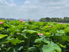 -金鸡湖桃花岛