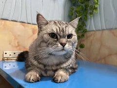 -猫宠乐园·专业洗护