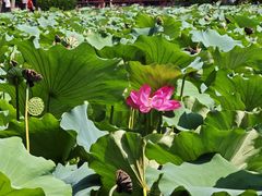-莲池书院博物馆