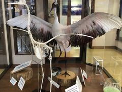 -钏路市丹顶鹤自然公园