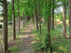 -上海长兴岛郊野公园