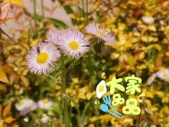 -前小桔亲子创意农场·草莓采摘·露营烧烤