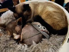 -猫小院猫主题咖啡厅(北锣店)