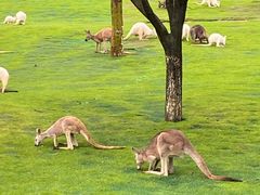 -西霞口神雕山野生动物世界