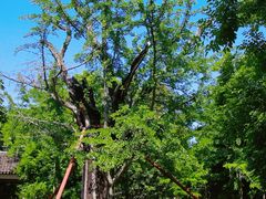 -上海佘山国家森林公园天马山园