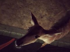 -清迈夜间动物园