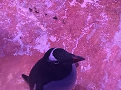 -暹罗海洋世界
