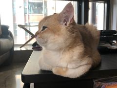 -东方名猫馆·英短金渐层布偶猫舍(环线广场1号楼店)