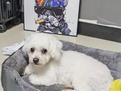 -美联众合动物医院(·中兽医·疑难杂症·严家桥分院)