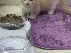 -糯米喵星人总部直营旗舰店·猫舍·幼猫出售