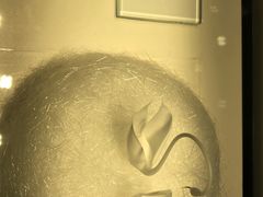 -BLACKSWAN黑天鹅(环球店)