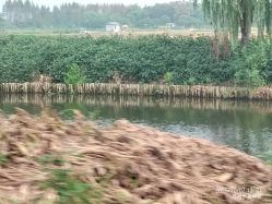 -水八仙生态园