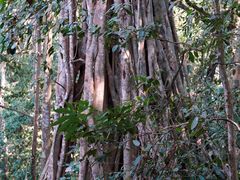 -中国科学院西双版纳热带植物园