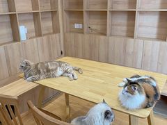 -是阿柴呀！柴犬咖啡·爱喵喵猫咖