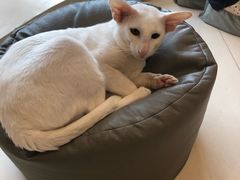-飞行喵MR PILOT|猫舍·猫咖(静安大融城店)