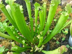 -南通洲际绿博园