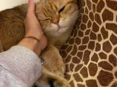 -猫腻·猫咖·撸猫馆(星光大道店)