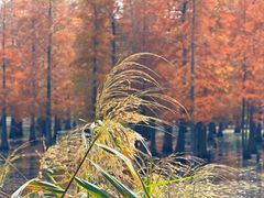 -白鹭湾湿地公园
