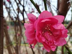 -南国桃园旅游度假区