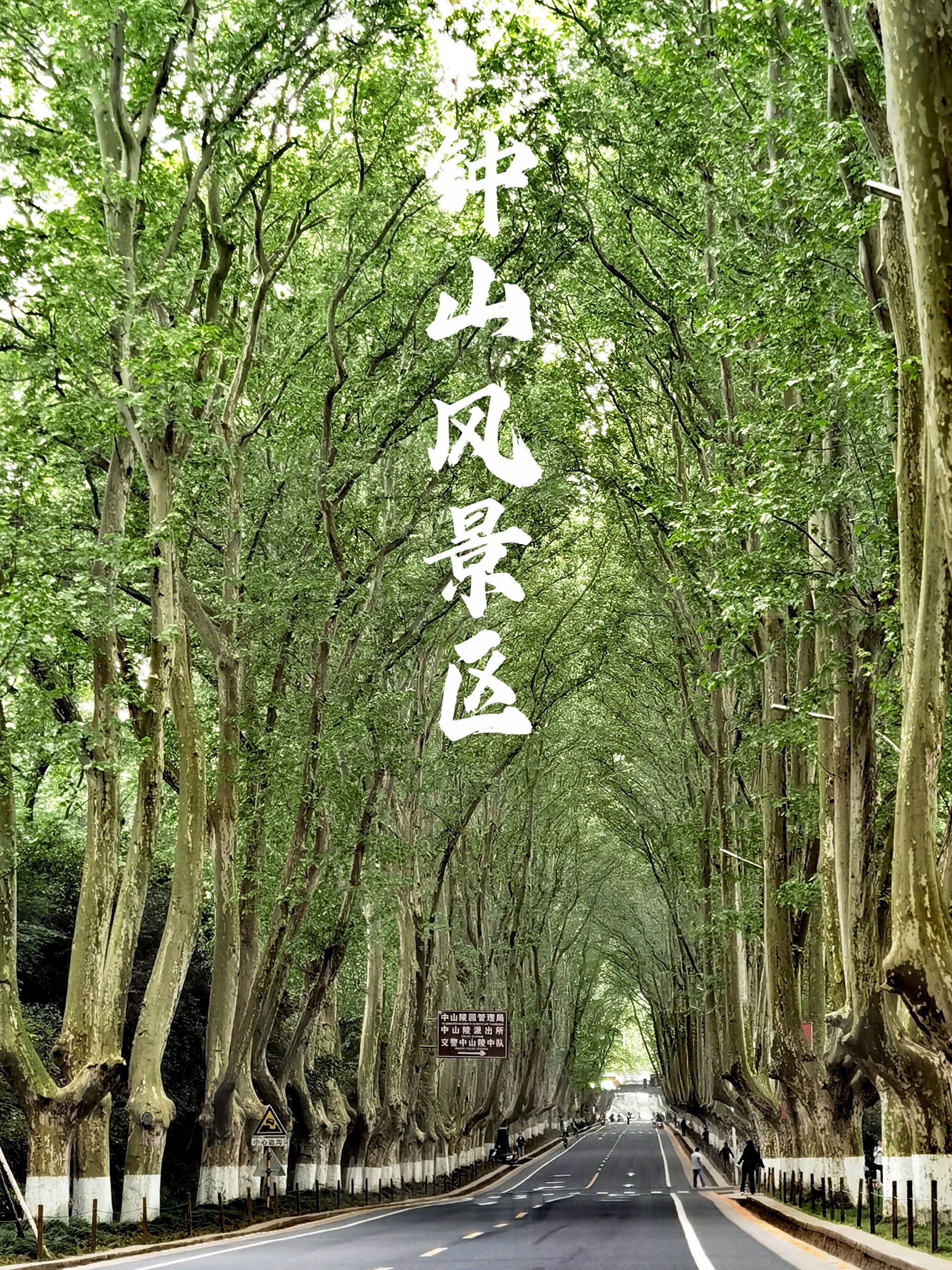 钟山风景区,它不是一个景点,而是一群景点的总称