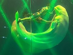 -芜湖新华联大白鲸海洋公园